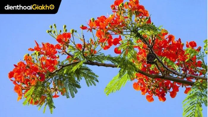 99+ Hình nền ảnh hoa phượng ấn tượng, độc đáo màu đỏ rực