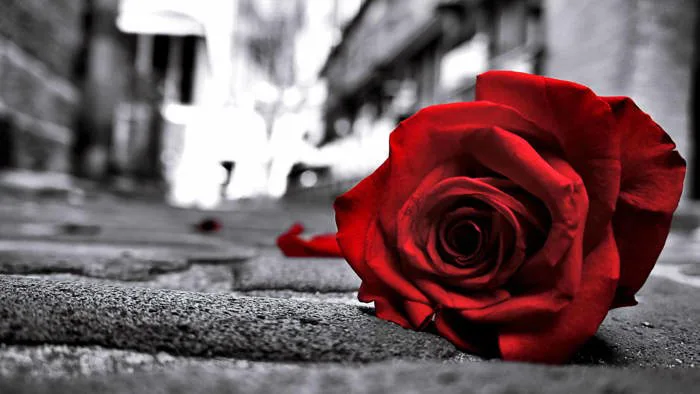 99.000+ Ảnh Hoa Buồn, Tâm Trạng Ảnh Hoa Buồn 🌺🥀🌾, Cô Đơn
