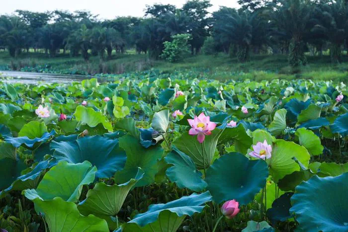 Khám phá vẻ đẹp thiên nhiên Việt Nam qua những bức ảnh tuyệt mỹ
