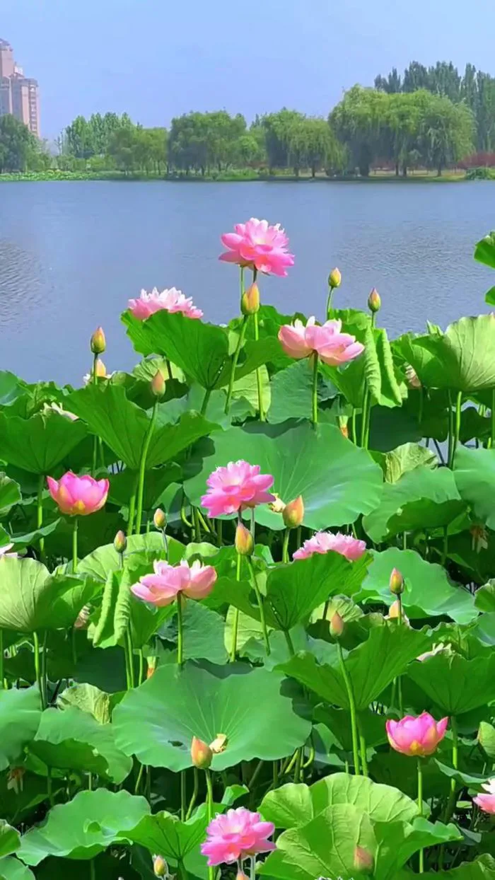 Cánh Đồng Hoa Sen