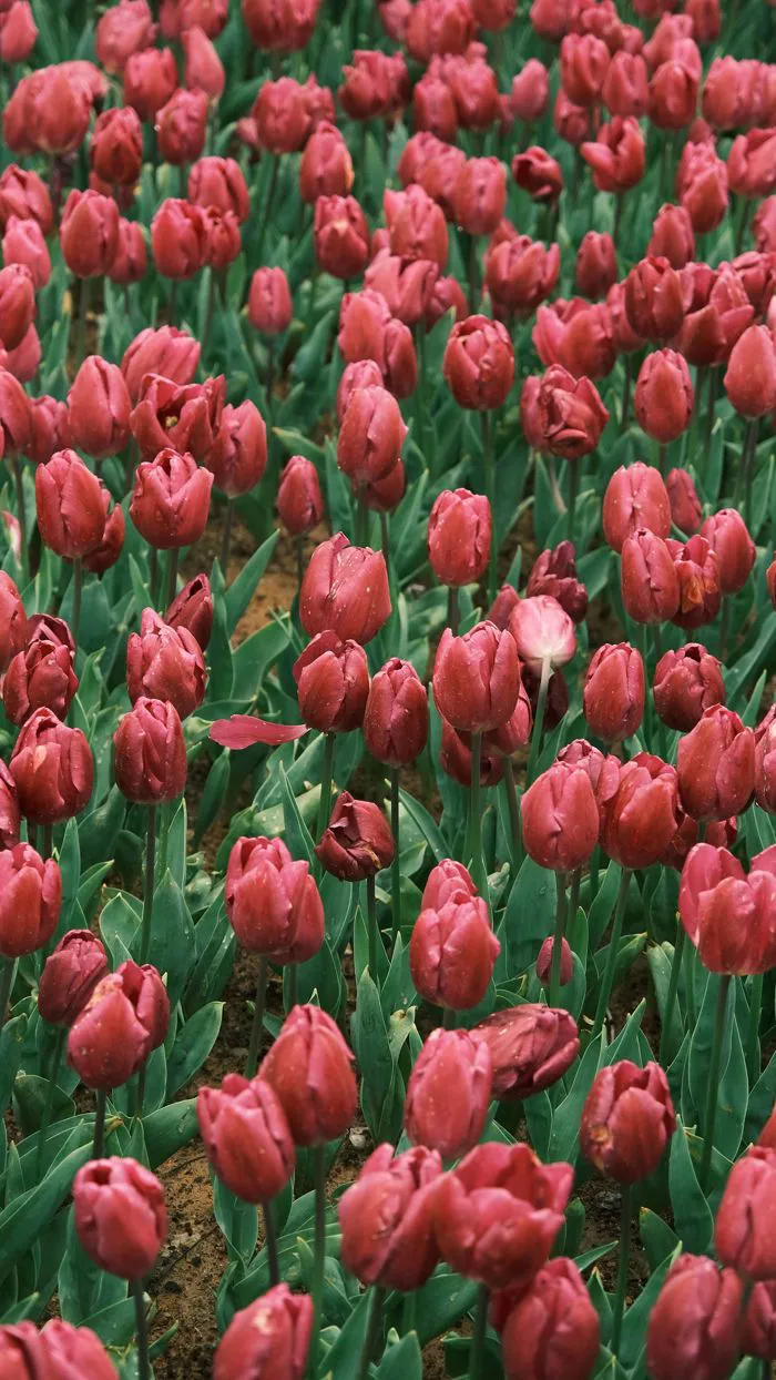 10.000+ ảnh đẹp nhất về Cánh Đồng Hoa Tulip · Tải xuống miễn phí 100% · Ảnh  có sẵn của Pexels