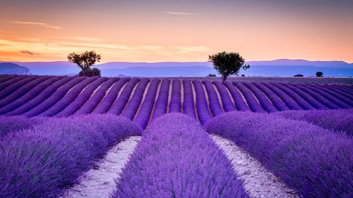 Vẻ đẹp thơ mộng của những cánh đồng hoa Lavender ở Pháp