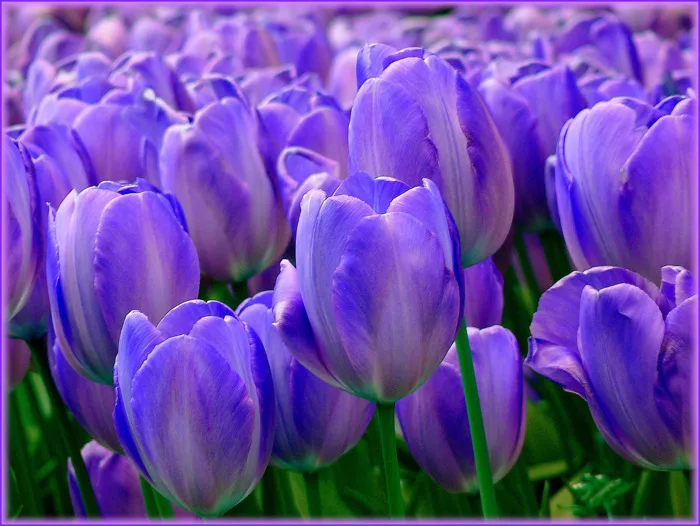 hình ảnh : thiên nhiên, thực vật, cánh đồng, màu tím, Cánh hoa, Tulip, Mùa  xuân, màu xanh lá, Đầy màu sắc, gần, Hệ thực vật, Hoa tulip, Crocus, Chụp  macro, Cây