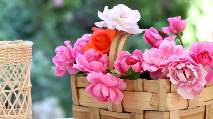 Hình nền hoa hồng cực đẹp