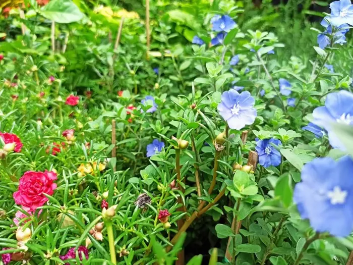 Tổng hợp bộ sưu tập hình nền hoa mười giờ rực rỡ tuyệt đẹp