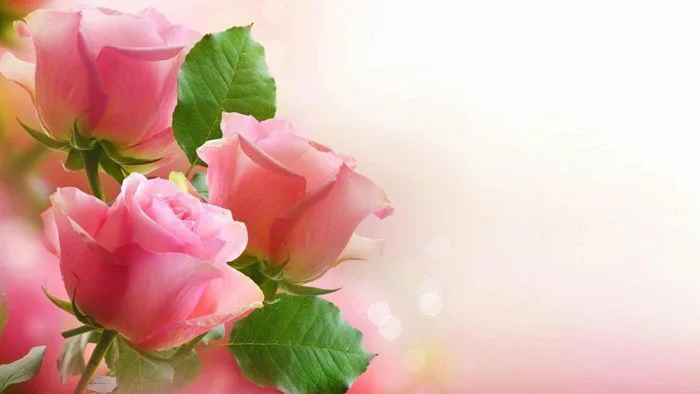 11 Mẫu Background 20/10 ý tưởng | hình nền, hình ảnh, hoa đẹp