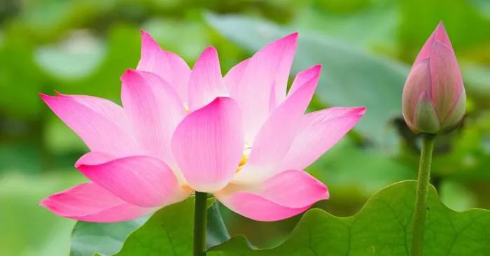 Hình nền hoa sen: Tổng hợp các hình nền đẹp, chất lượng cao