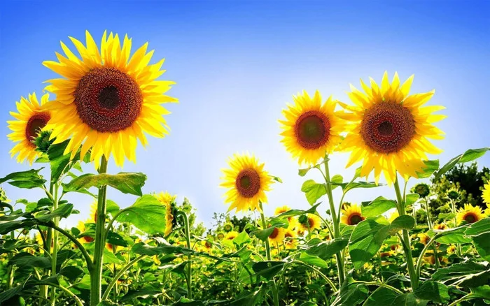 Top 1000+ hình nền hoa hướng dương đẹp lung linh, mới nhất 2026