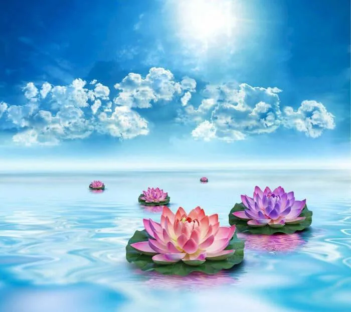 Top 299+ hình nền hoa sen trắng, hồng đẹp, rõ nét Full HD