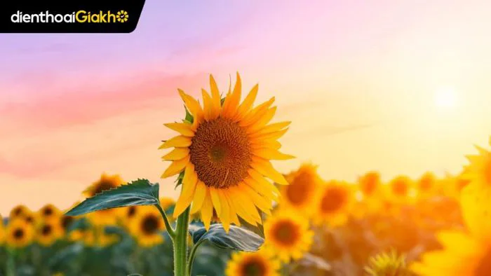 101+ Hình nền hoa hướng dương cực đẹp, siêu nét full HD 4K