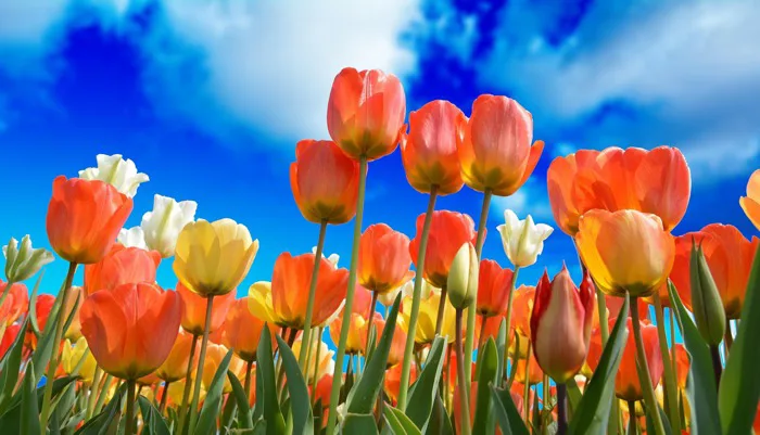 100000+ Hình Nền Hoa & ảnh Nền Hoa miễn phí - Pixabay
