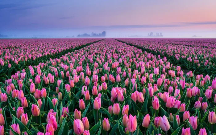 109+ Ảnh Hoa Tulip Đẹp Nhất - Tải Hình Nền Tulip 4K Miễn Phí