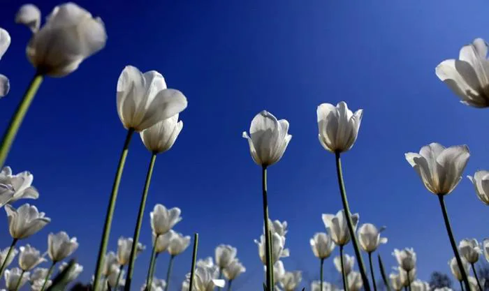 Hình nền hoa Tulip full HD, 4K tải cho điện thoại, PC