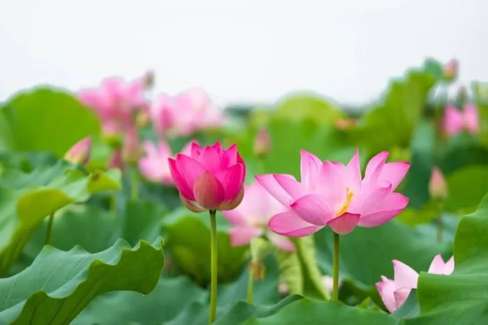 100+ hình nền hoa sen đẹp nhất mang đến cho bạn nhiều may mắn