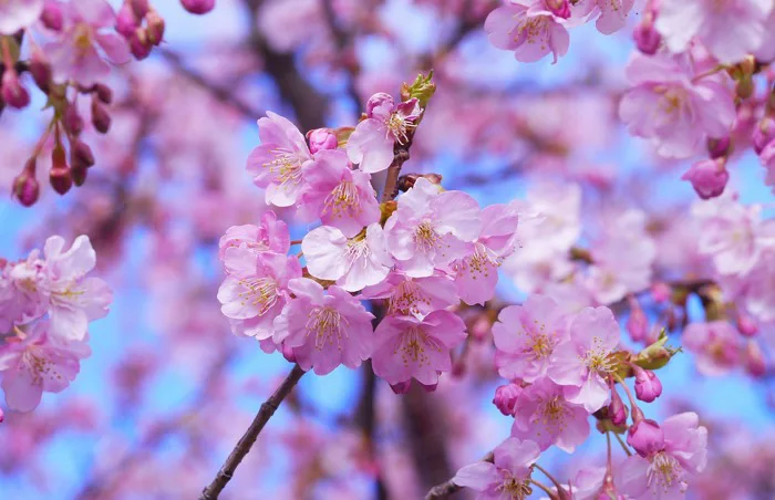 2000+ Sakura & hình hoa đào Nhật Bản đẹp nhất - Pixabay