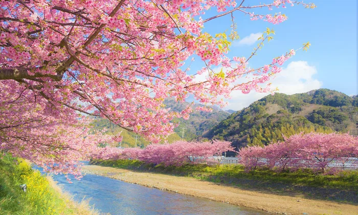Hoa Anh Đào Nhật Bản đẹp