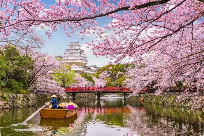 Top 22+ địa điểm ngắm hoa anh đào ở Nhật không thể đẹp hơn