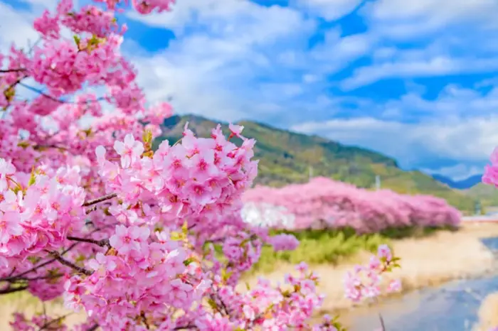 Top 21 Vườn Hoa Anh đào đẹp Nhất Nhật Bản | Du Lịch Nhật Bản