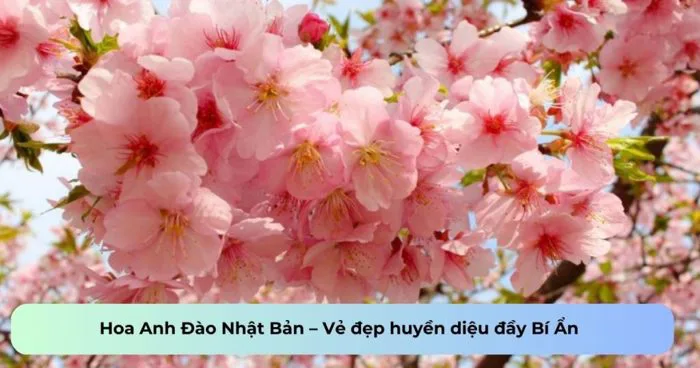 Hoa Anh Đào Nhật Bản - Vẻ đẹp huyền diệu đầy Bí Ẩn - Xuất Khẩu Lao Động  Thanh Giang