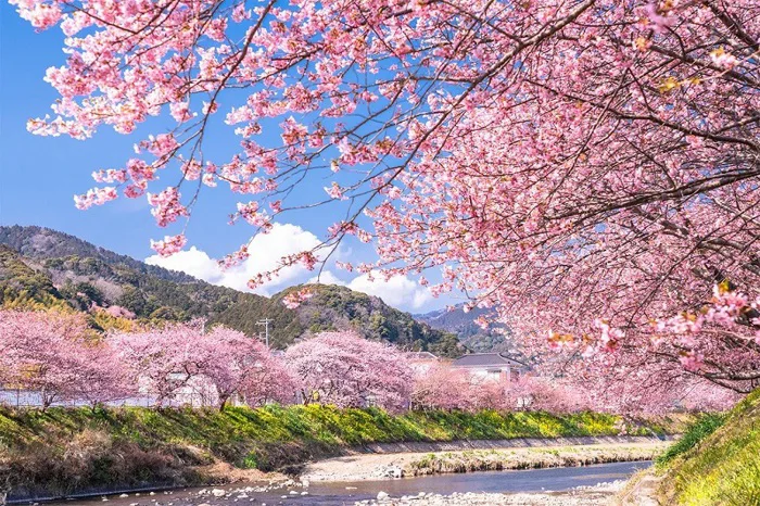 Hoa anh đào Nhật Bản – Chiêm ngưỡng mùa sakura đẹp nao lòng, làm say đắm du  khách - BestPrice