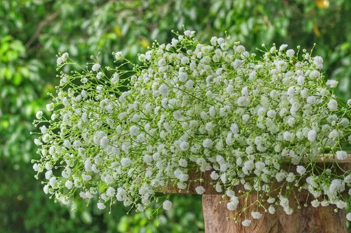 Ý nghĩa đầy đủ của hoa baby trong đời sống