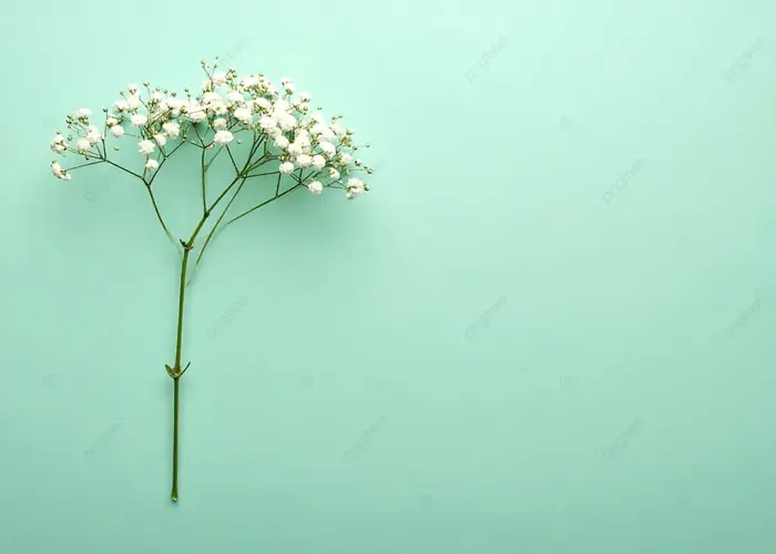 Hình nền Một Cành Hoa Baby Trắng Tinh Tế Trên Nền Xanh Mòng Két Mềm Mại, Hoa,  Tối Giản, Lý Lịch Background Vector để tải xuống miễn phí - Pngtree