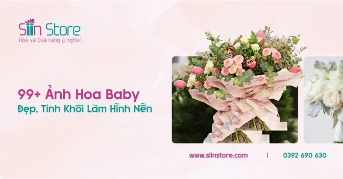 99+ Ảnh Hoa Baby Đẹp, Tinh Khôi Làm Hình Nền - Siin Store | Hoa và Quà tặng  ý nghĩa!