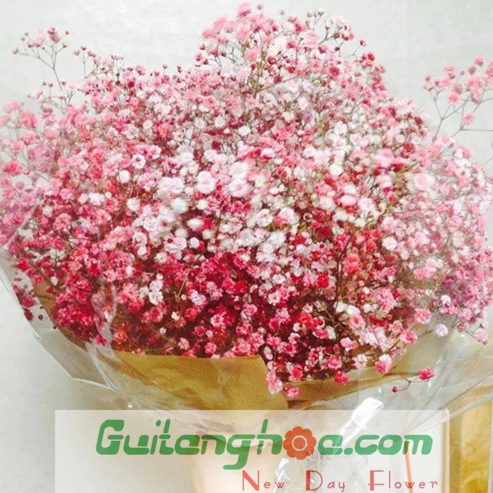 CÁC LOẠI HOA BABY ĐẸP (SANG TRỌNG) - Guitanghoa.com