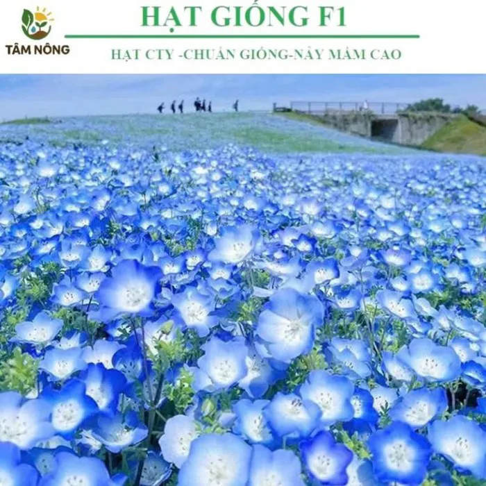 Hoa baby xanh - Giá Tốt, Miễn Phí Vận Chuyển, Đủ Loại | Shopee Việt Nam
