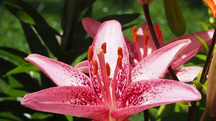 Hình ảnh hoa Bách Hợp đẹp nhất