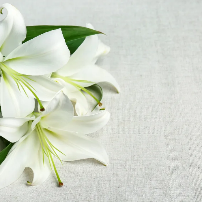 Hoa Bách Hợp: Đặc điểm, nguồn gốc và ý nghĩa đặc biệt