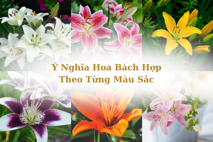 Ý nghĩa hoa bách hợp theo màu sắc, cách phân biệt, trồng và chăm sóc tại  nhà – Flosa