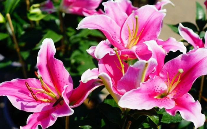 Hoa bách hợp: Ý nghĩa sâu sắc, hình ảnh tuyệt đẹp và cách trồng, chăm sóc  hoa ngay tại nhà để hoa luôn tươi mới và rực rỡ.