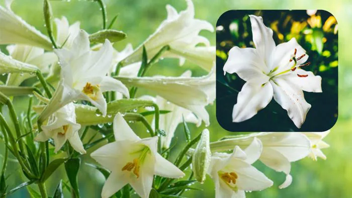 Hoa Bách Hợp: Loài Hoa Tết Với Ý Nghĩa Tốt Lành