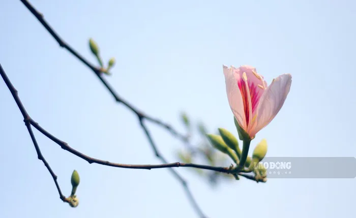 Hoa ban đầu mùa lung linh khoe sắc khắp núi rừng Tây Bắc