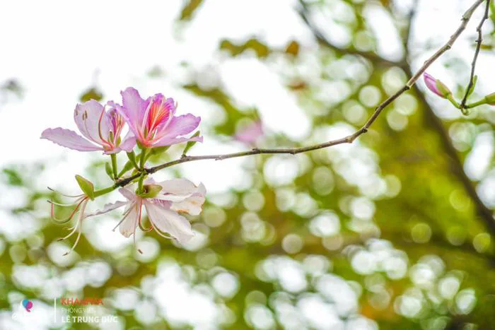 Hoa ban ở Hà Nội nở dịu dàng, chị em lên đồ chụp ảnh cực đẹp