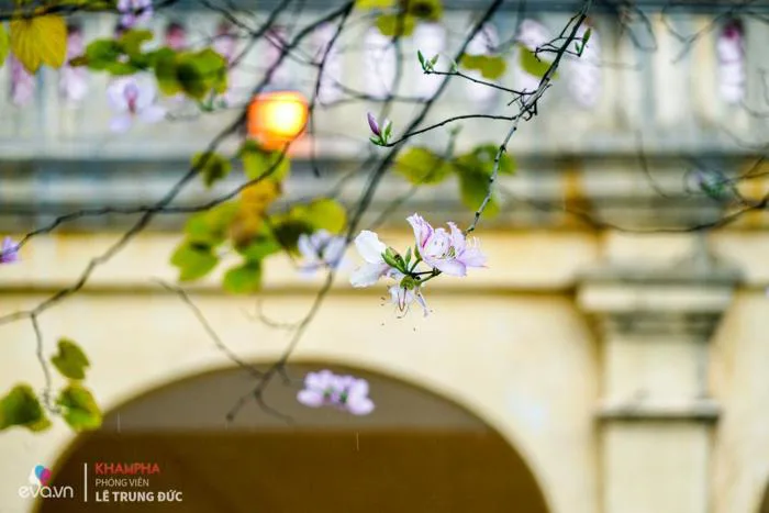 Hoa ban ở Hà Nội nở dịu dàng, chị em lên đồ chụp ảnh cực đẹp