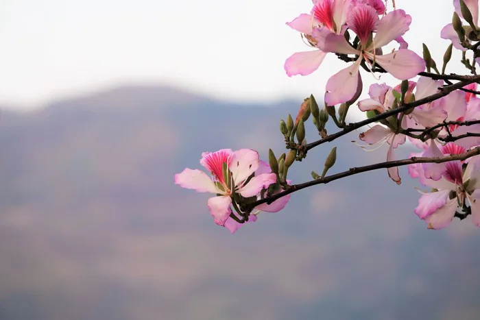 Mùa hoa ban Tây Bắc