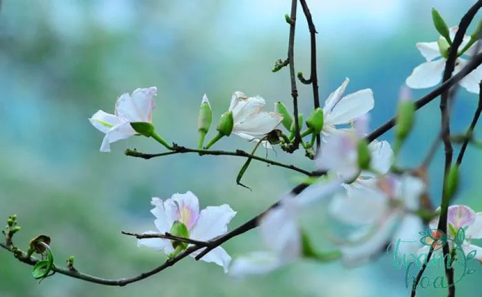 Hoa Ban Trắng - Nét Đẹp Tinh Khôi Của Núi Rừng Tây Bắc - Trạm Hoa