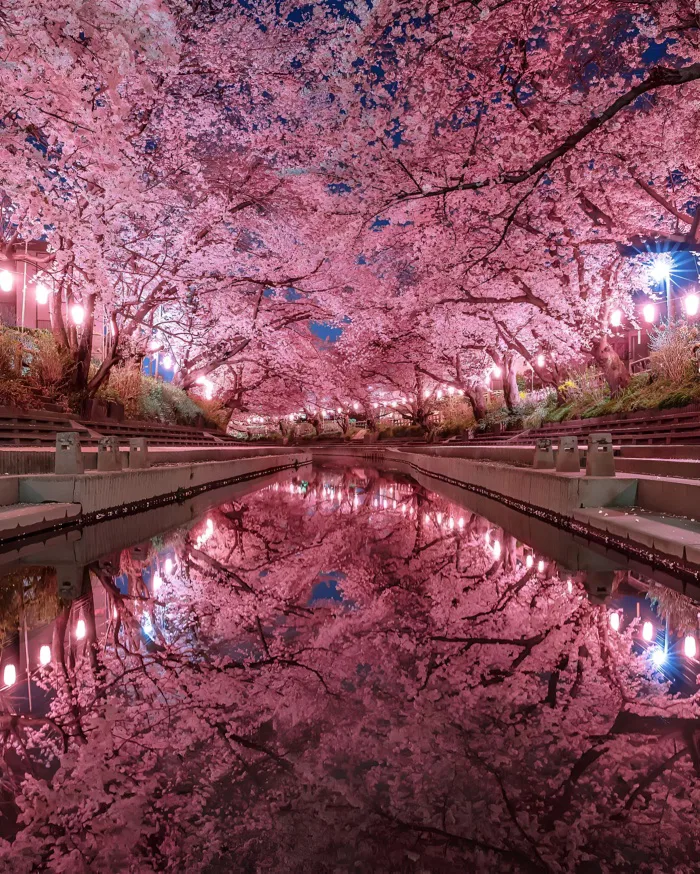 Đường Hầm Hoa Anh Đào 4K Tuyệt Đẹp Vào Ban Đêm | 3240x4047 | Wallpaper  Alchemy