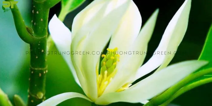 Những loài hoa nở ban đêm đẹp nhất - Phương Trung Green