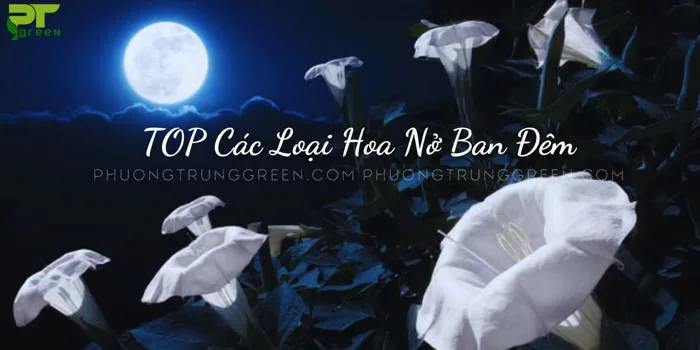 Những loài hoa nở ban đêm đẹp nhất - Phương Trung Green