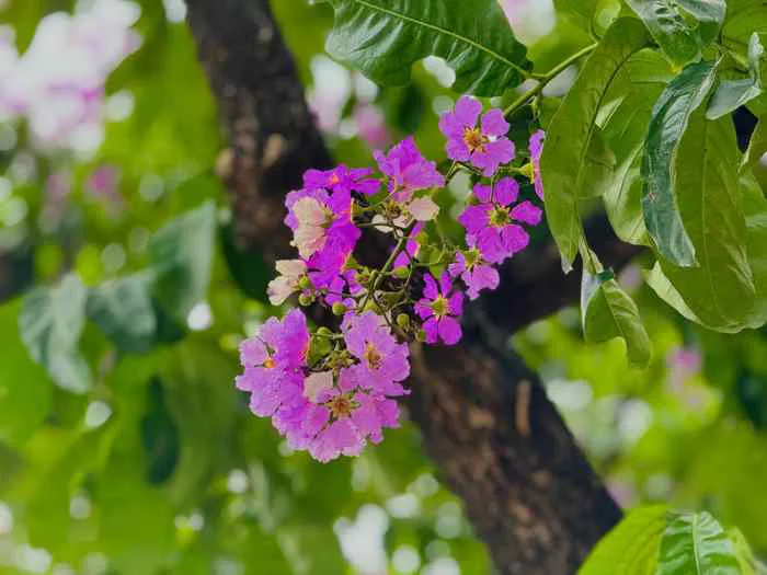 Ảnh] Dịu dàng sắc tím bằng lăng phủ kín phố phường Hà Nội
