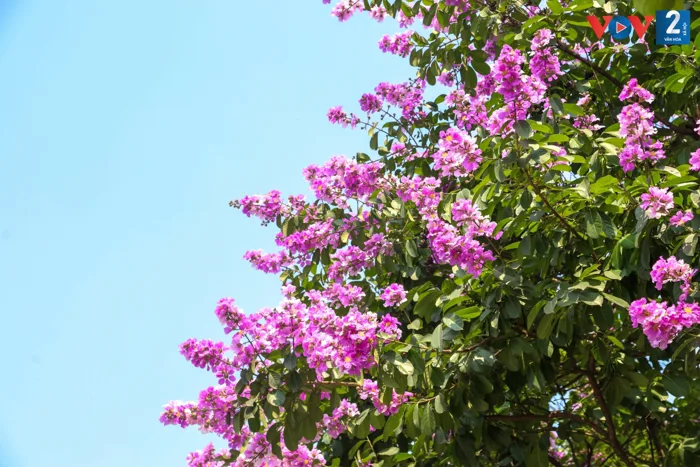 Sắc tím bằng lăng
