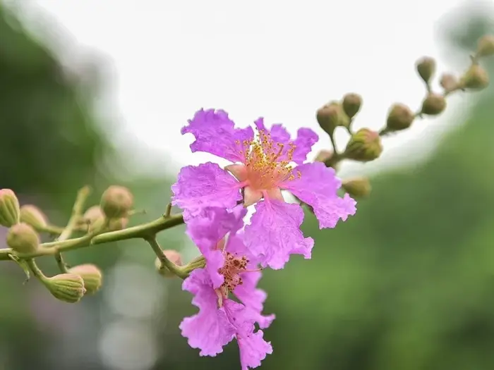 Những STT hoa bằng lăng hay, ý nghĩa và lãng mạn