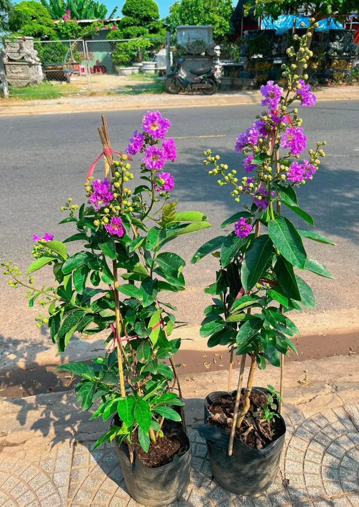 Cây Hoa Bằng Lăng