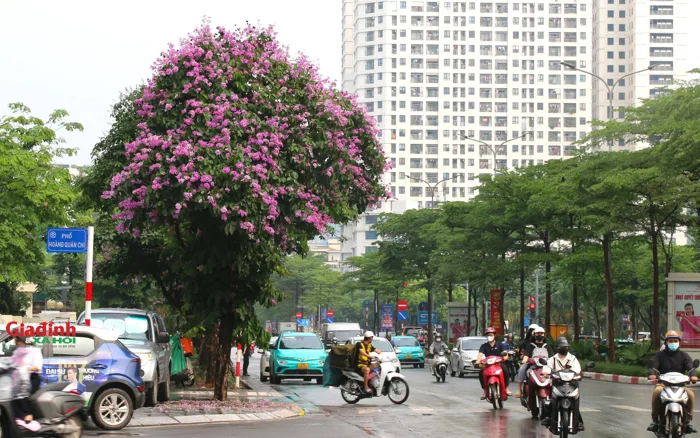 Hà Nội đẹp ngỡ ngàng mùa hoa bằng lăng tím