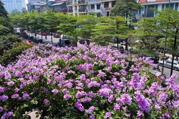 ẢNH] Ngắm hoa bằng lăng 'đẹp ngất ngây' trên đường phố Hà Nội