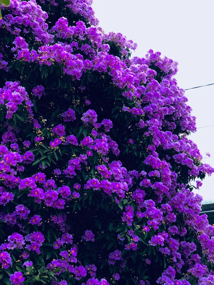 Mùa bằng lăng
