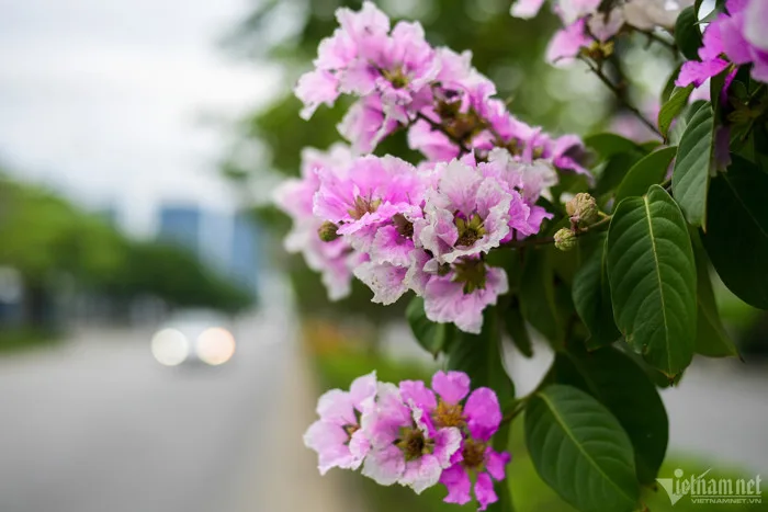 Bằng lăng màu tím... - Góc nhìn & Chia sẻ - Công đoàn dệt may